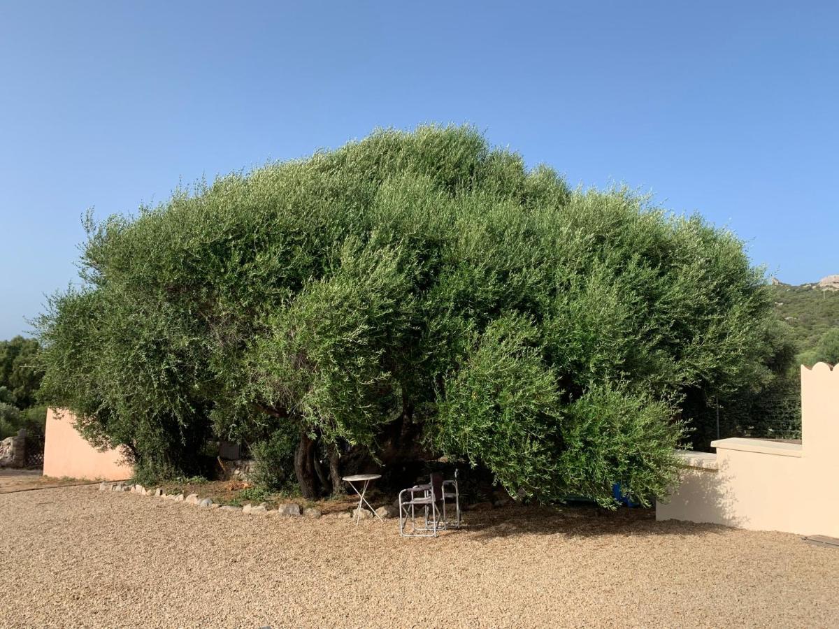 Stazzu Nuraghe Mannucciu Guest House Rena Majore Ngoại thất bức ảnh