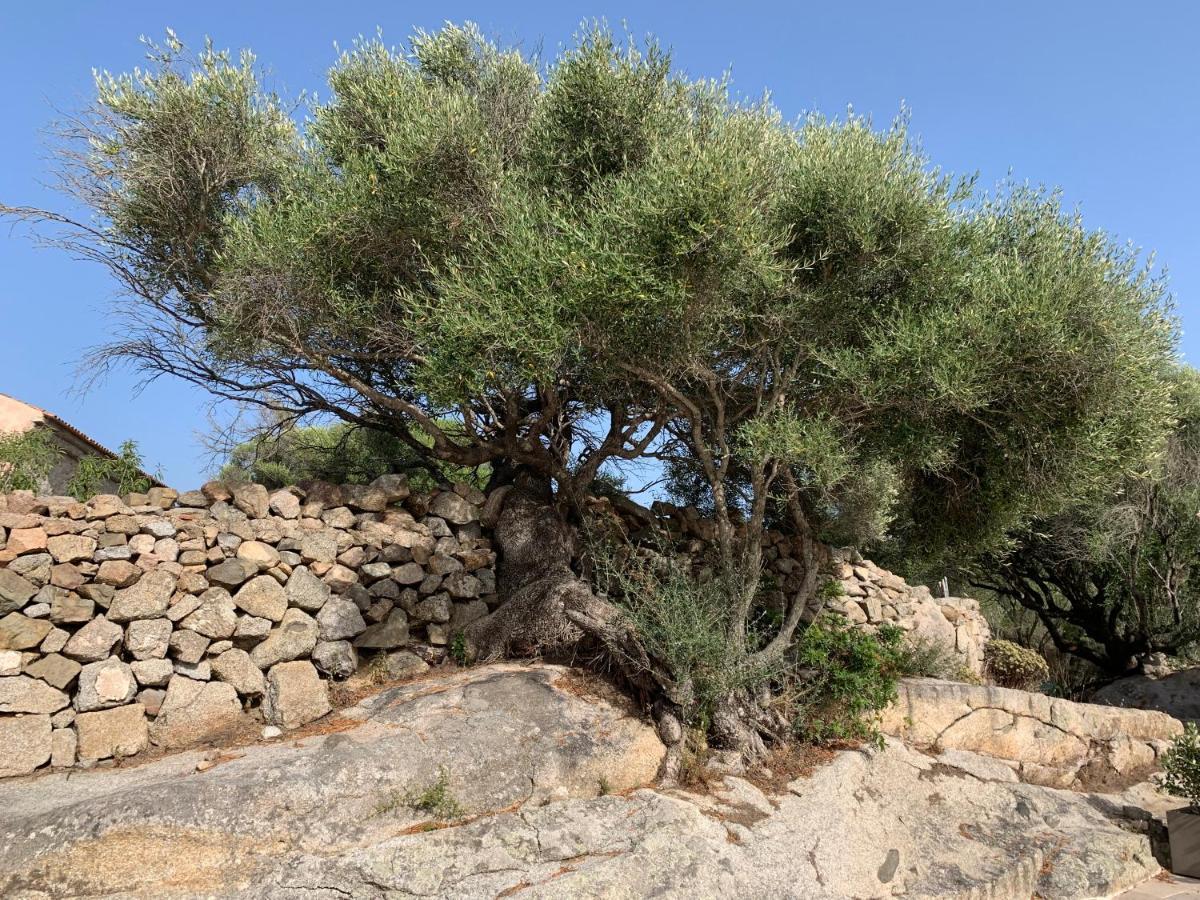 Stazzu Nuraghe Mannucciu Guest House Rena Majore Ngoại thất bức ảnh